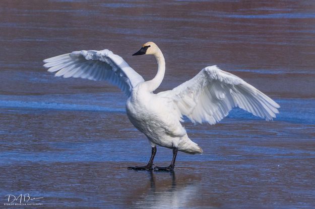 Swan Song. Photo by Dave Bell.