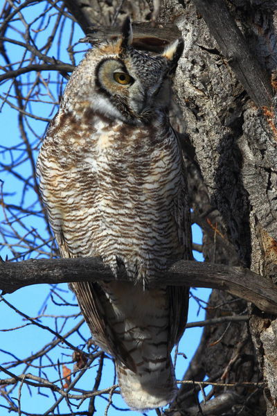 Great Horned Owl. Photo by Fred Pflughoft.