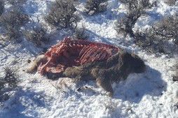 Poached Mule Deer. Photo by Wyoming Game & Fish.