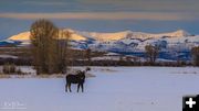 Morning Moose. Photo by Dave Bell.