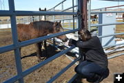 Offering a treat. Photo by Nikki Maxwell, Bureau of Land Management Public Affairs.