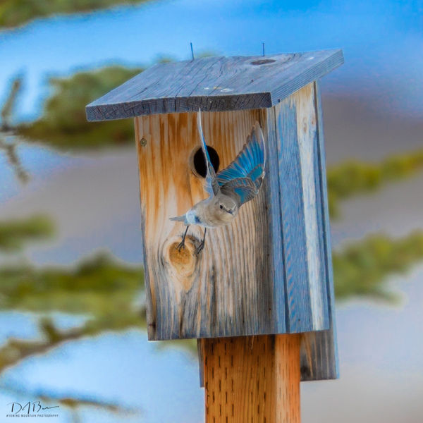 Bluebird nesting. Photo by Dave Bell.