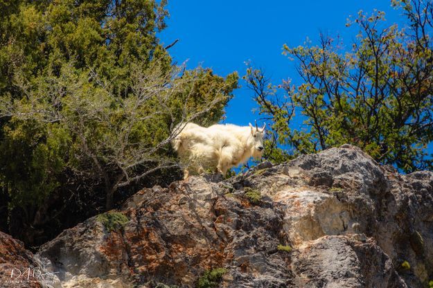 Mountain Goat. Photo by Dave Bell.