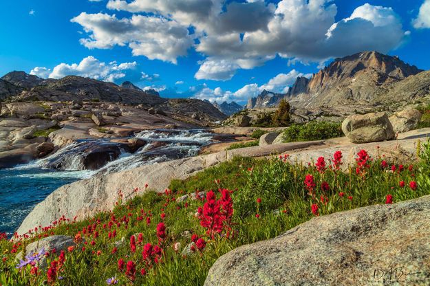 Paintbrush at the Falls. Photo by Dave Bell.