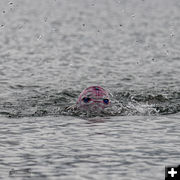 Sea Monster. Photo by Arnold Brokling.