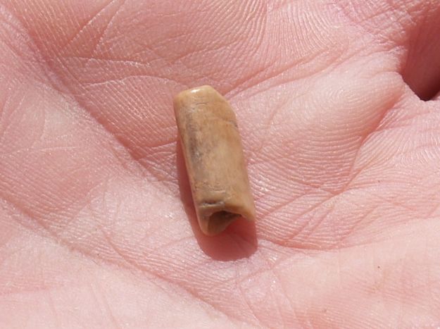 Bone Bead. Photo by Dave Vlcek, Bonneville Archaeology.