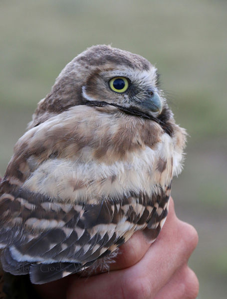 Burrowing Owl. Photo by Wyoming Game & Fish.