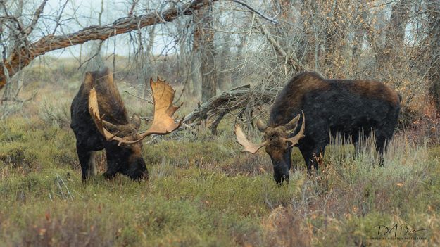 Two Bulls. Photo by Dave Bell.