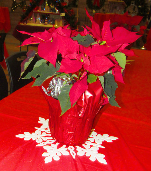 Poinsettias. Photo by Dawn Ballou, Pinedale Online.