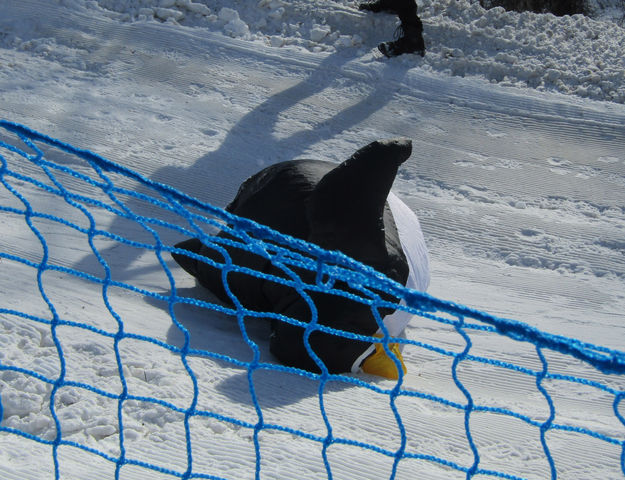 Buoyant but not aerodynamic. Photo by Dawn Ballou, Pinedale Online.