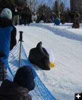 Popped out penguin. Photo by Dawn Ballou, Pinedale Online.