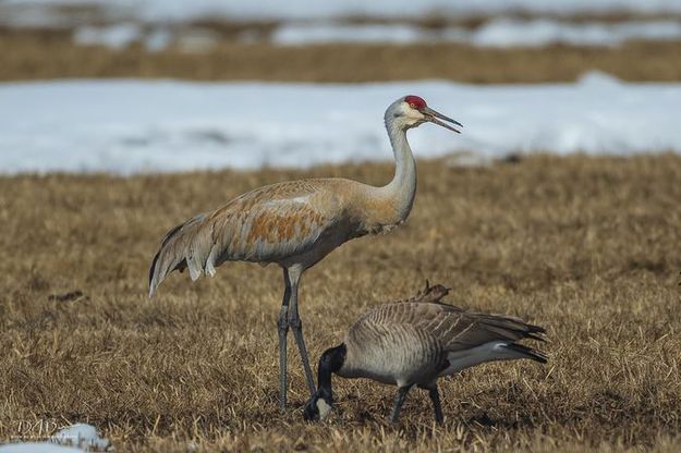 Returning spring birds. Photo by Dave Bell.