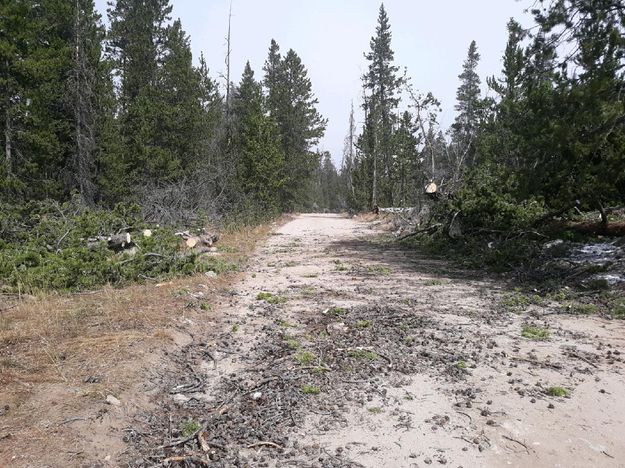 Fallen trees. Photo by Big Sandy Lodge.