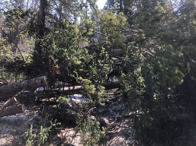 Trees across trail. Photo by Tip Top Search & Rescue.