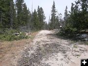 Fallen trees. Photo by Big Sandy Lodge.