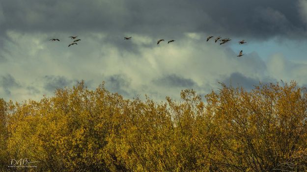 Honkers. Photo by Dave Bell.