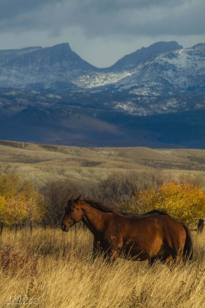 Horsing Around. Photo by Dave Bell.