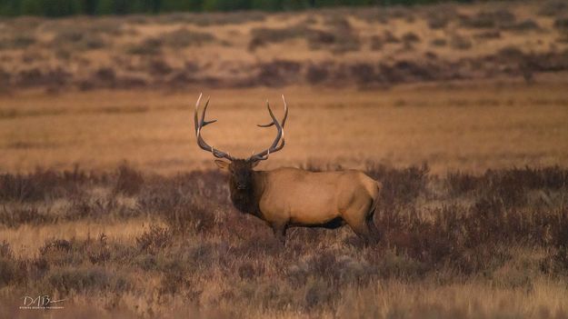 Elk. Photo by Dave Bell.