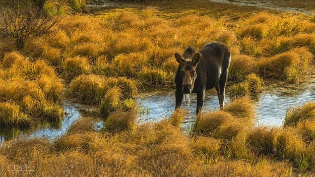 Mamma moose. Photo by Dave Bell.