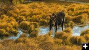 Mamma moose. Photo by Dave Bell.