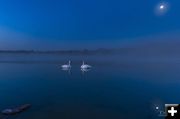 Swans. Photo by Dave Bell.