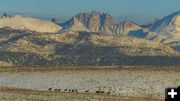 Bonneville Horses. Photo by Dave Bell.