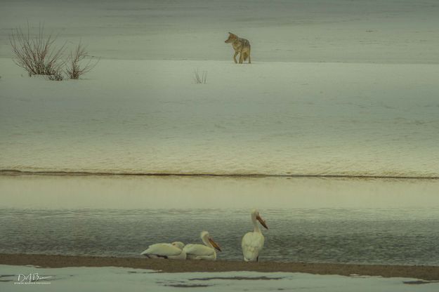 Pelican for dinner?. Photo by Dave Bell.