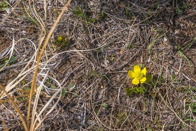 First flower 2021. Photo by Dave Bell.