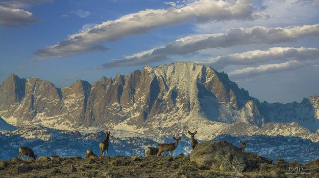 Deer and Fremont Peak. Photo by Dave Bell.