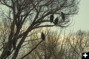 Bald eagles. Photo by Dave Bell.