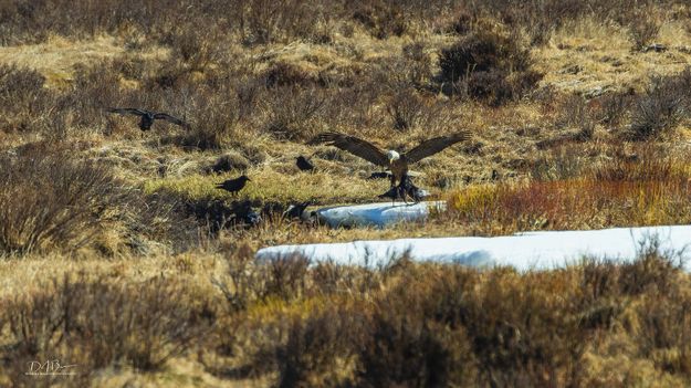 Eagle Episode. Photo by Dave Bell.