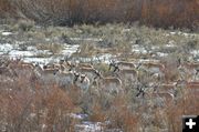 Pronghorn. Photo by Rob Tolley.