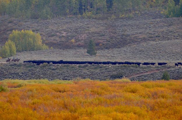 Cattle Drive. Photo by Rob Tolley.