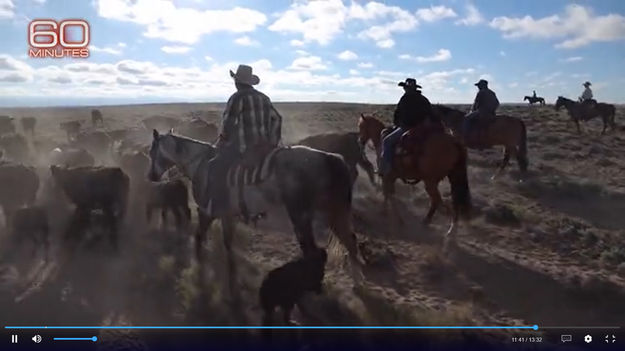 Moving cattle. Photo by 60 Minutes.