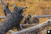 Yellowstone Griz. Photo by Dave Bell.