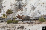 Mammoth Elk. Photo by Dave Bell.