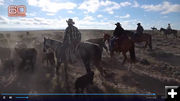 Moving cattle. Photo by 60 Minutes.