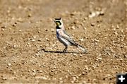 Horned Lark. Photo by Sharon Rauenzahn.