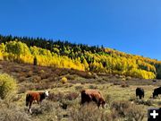 October 4th fall colors. Photo by Rob Tolley.