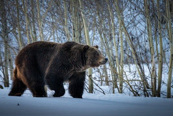 Grizzly Bear. Photo by National Park Service.