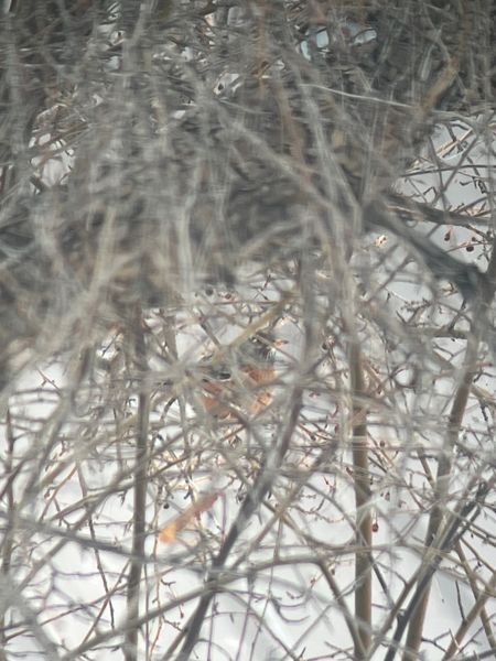 First robin of 2023. Photo by Emily Lucas.