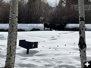 Easter Moose. Photo by Pinedale Lions Club.