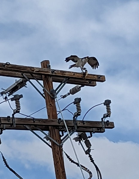 Lucky Osprey. Photo by Lena Slate.