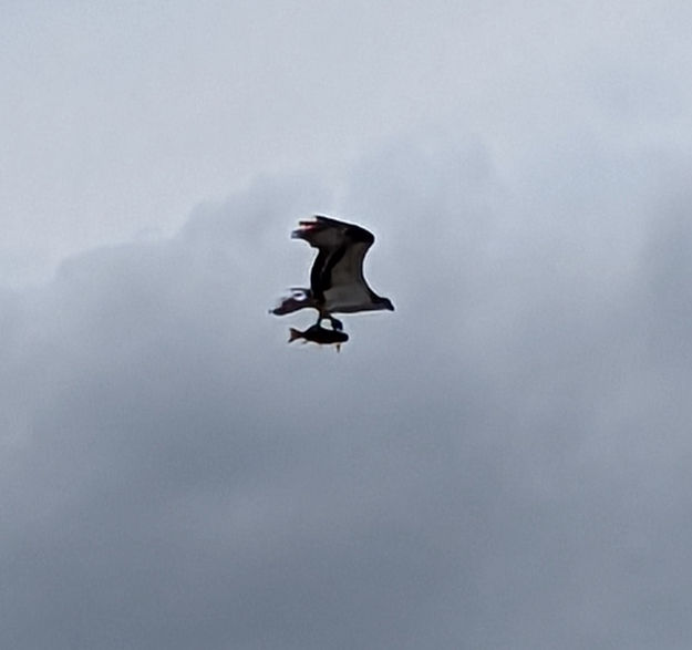 Flying away. Photo by Lena Slate.