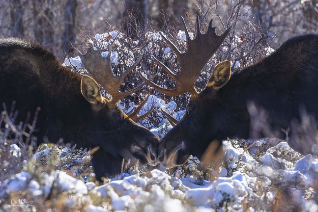 Bull Moose. Photo by Dave Bell.