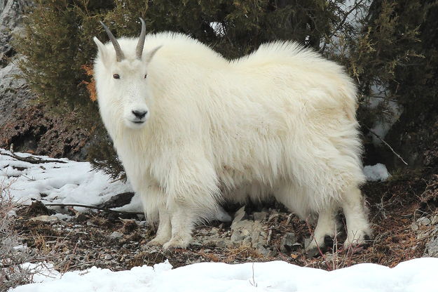 Billy Goat. Photo by Fred Pflughoft.