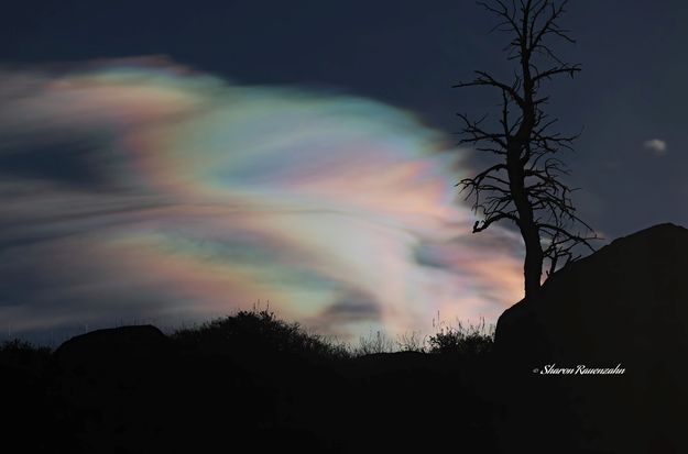 Aurora. Photo by Sharon Rauenzahn.