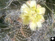 Prickly Pear cactus. Photo by Pinedale Online.