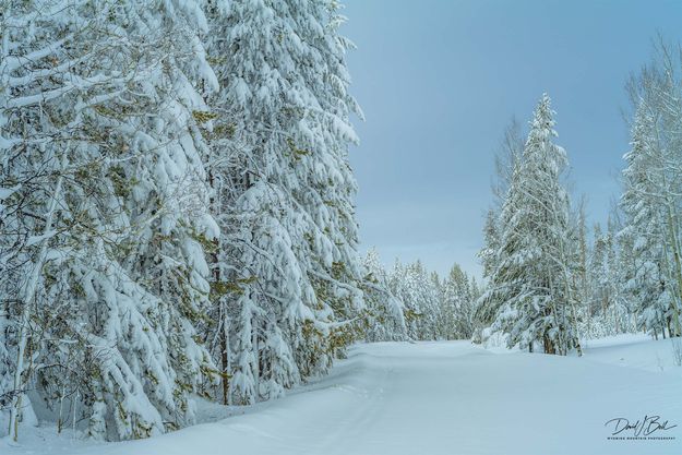 Snowy Road. Photo by Dave Bell.