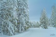 Snowy Road. Photo by Dave Bell.